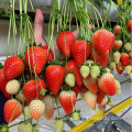 Customized Hydroponics Polycarbonat Erdbeer -Gewächshaus